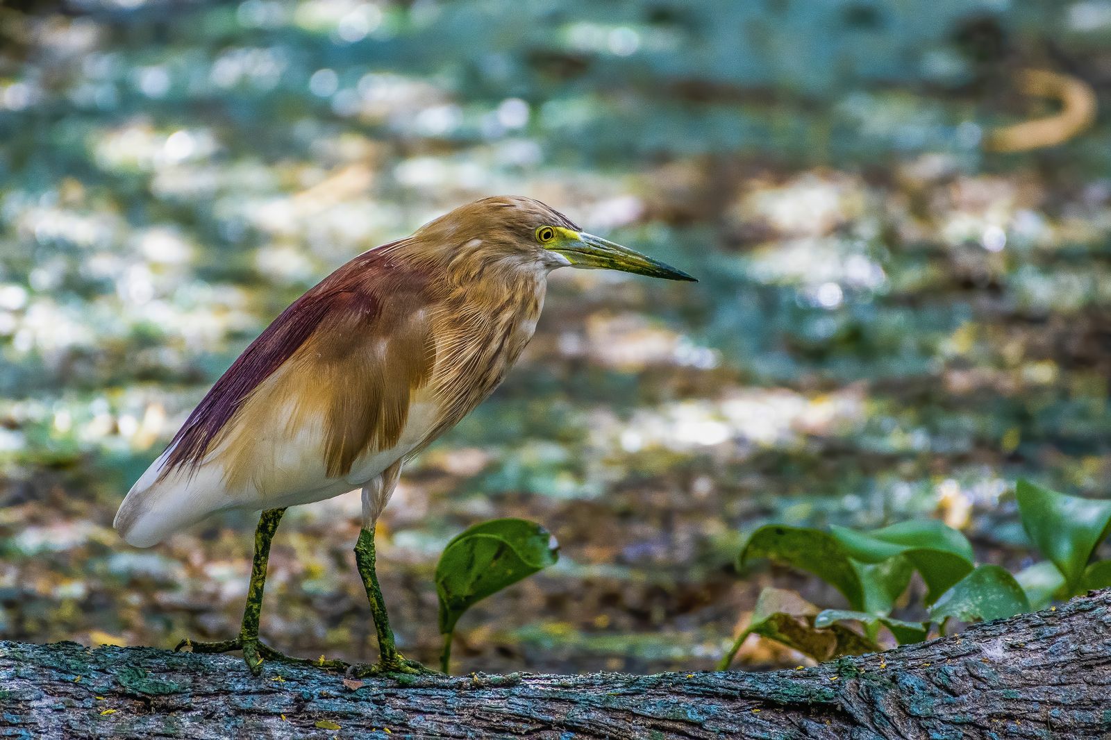 Birds 001