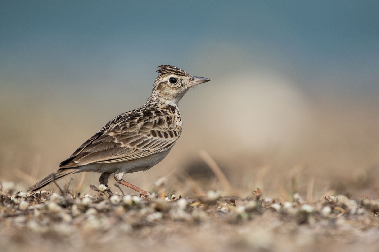 Birds 032