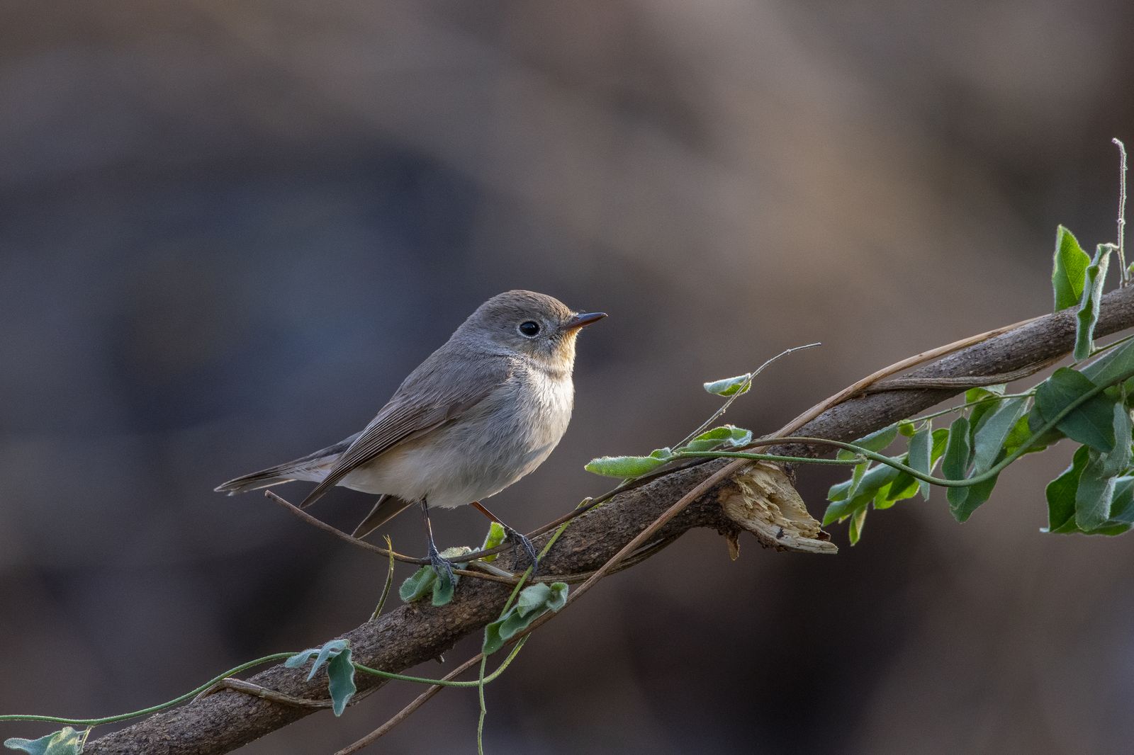 Birds 047