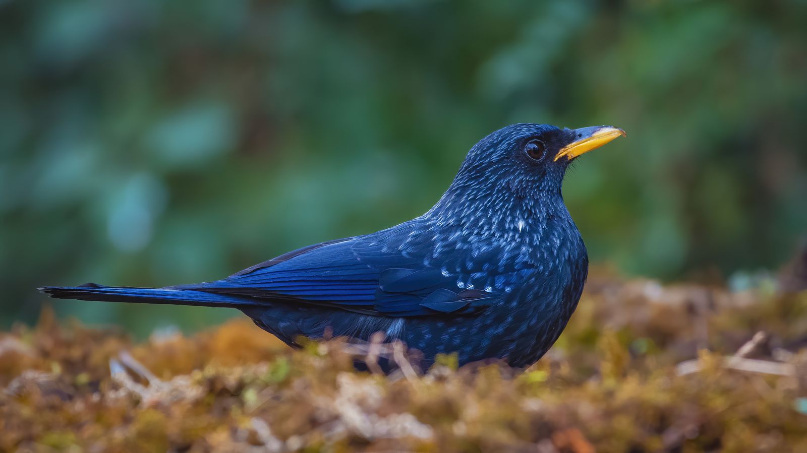 Birds 055