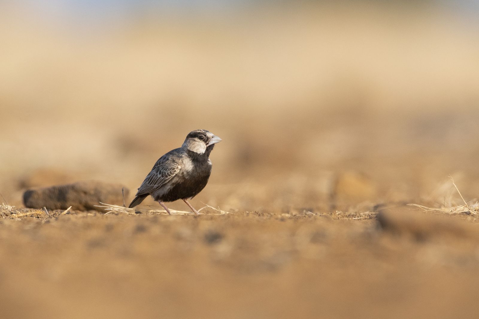 Birds 058