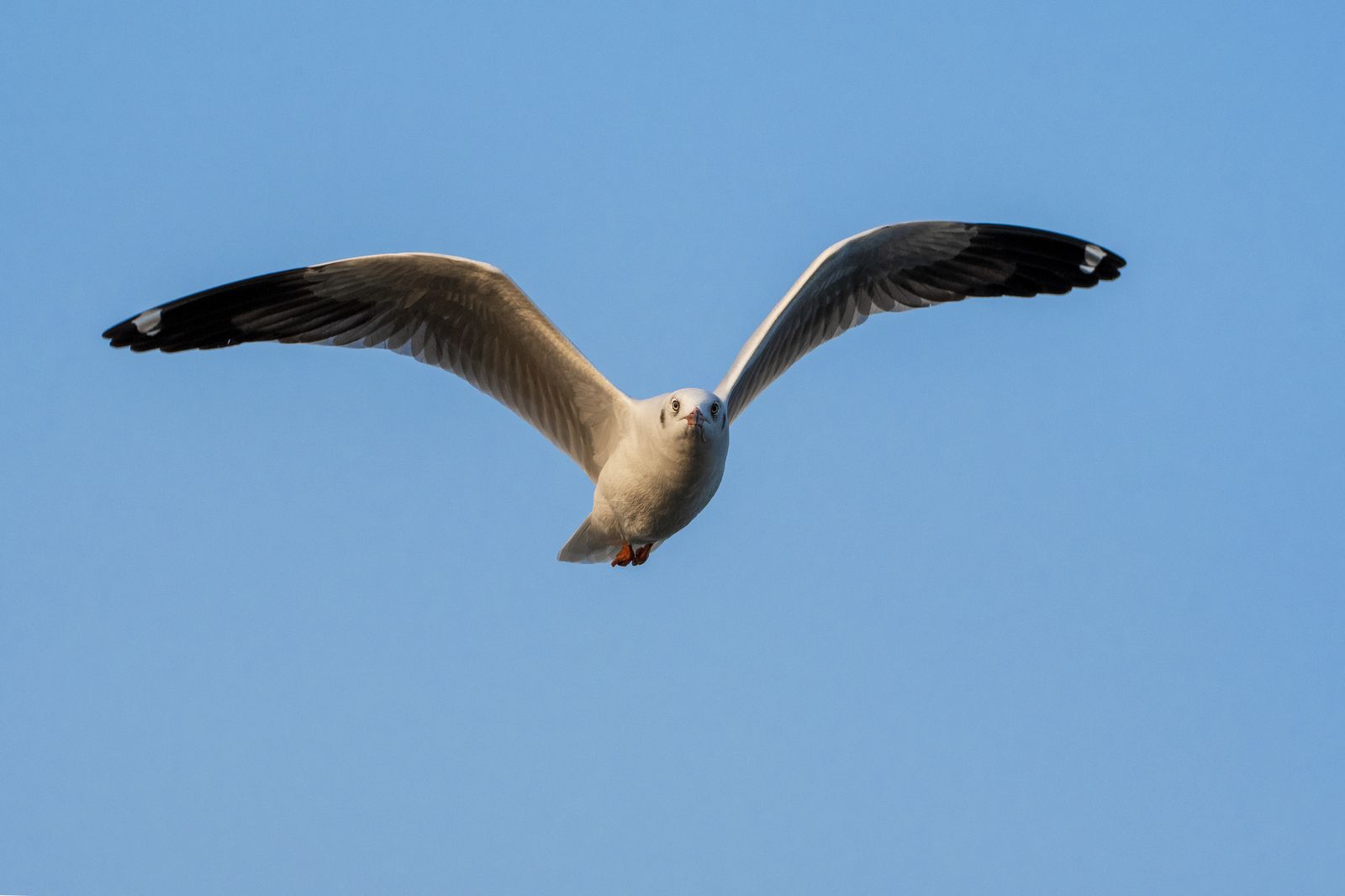 Birds 069