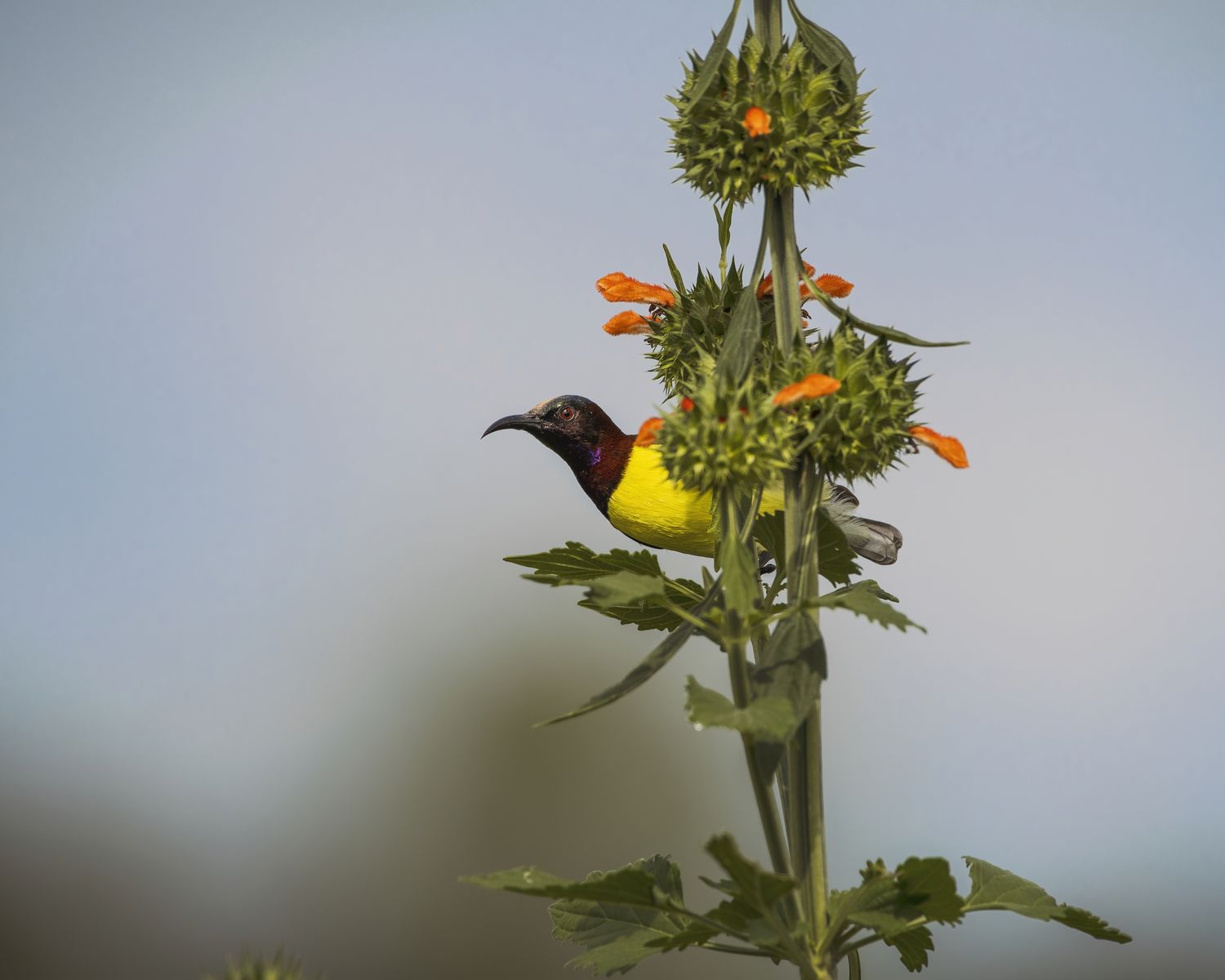 Birds 075