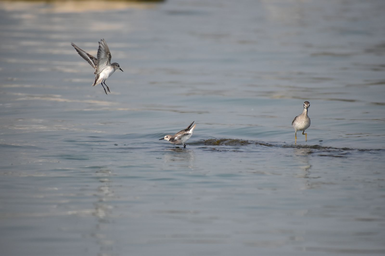 Birds 081