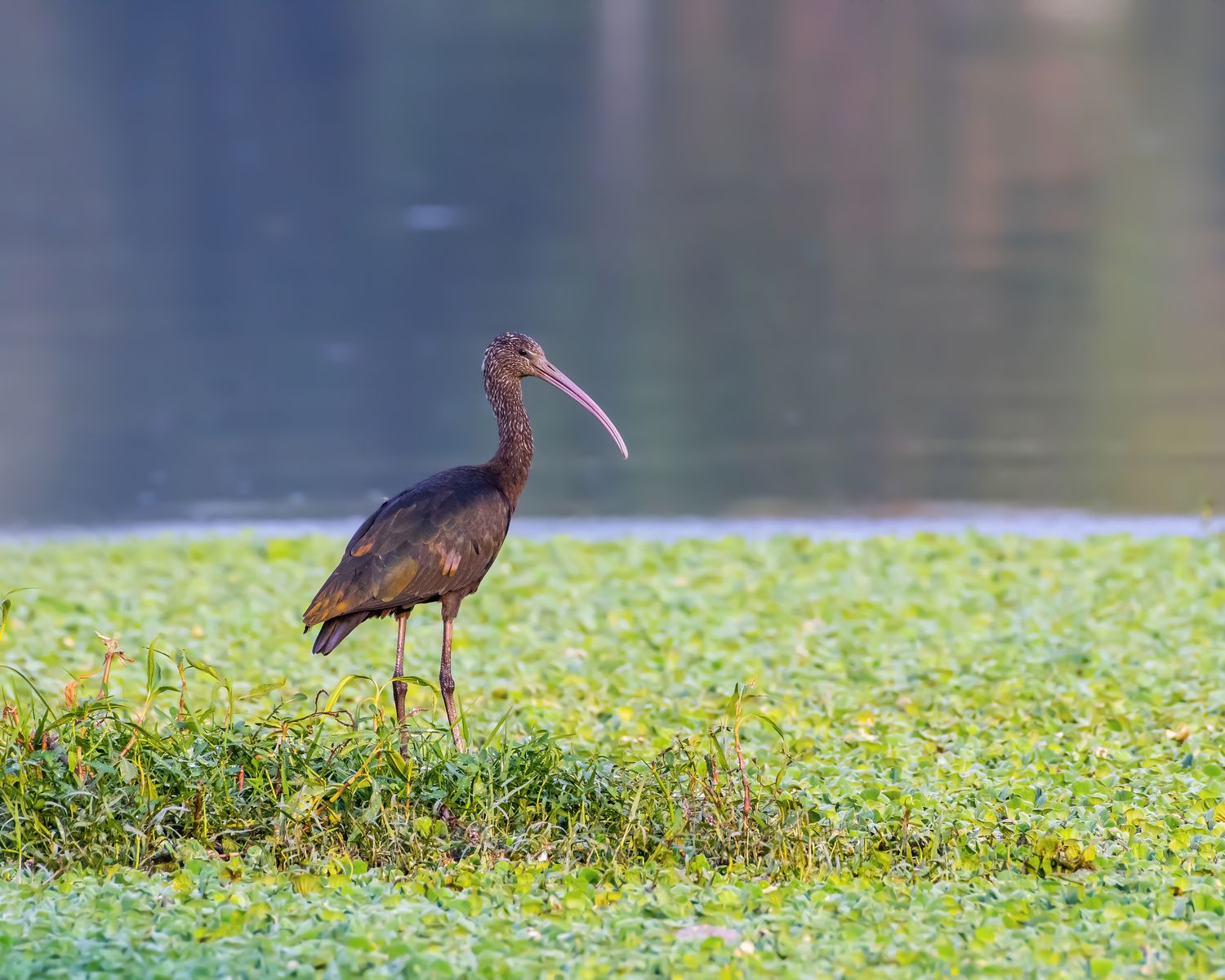 Birds 106