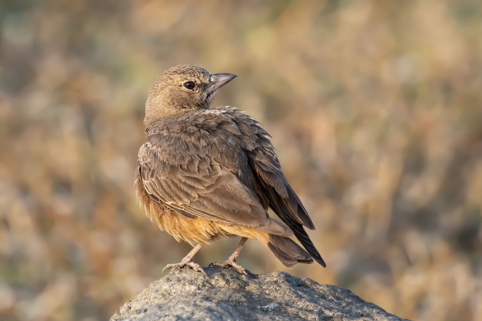 Birds 133