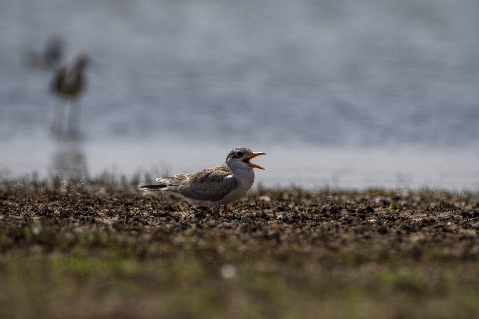 Birds 141