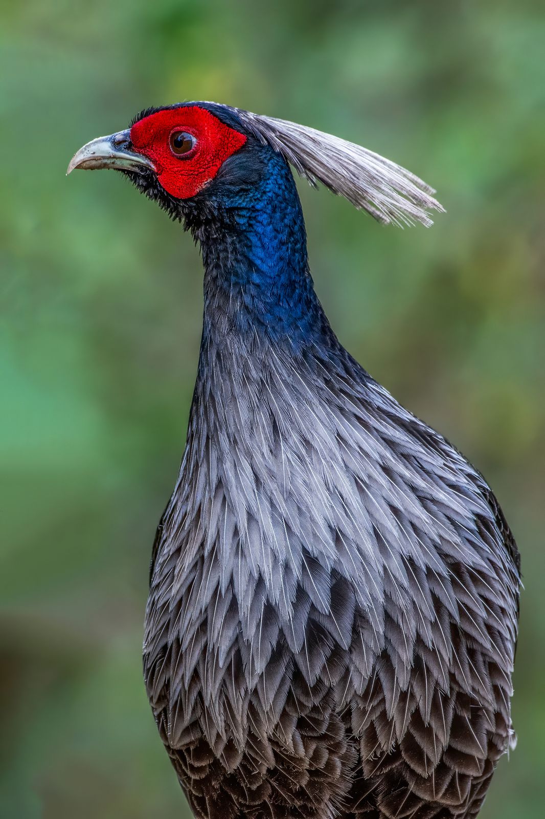 Birds 154