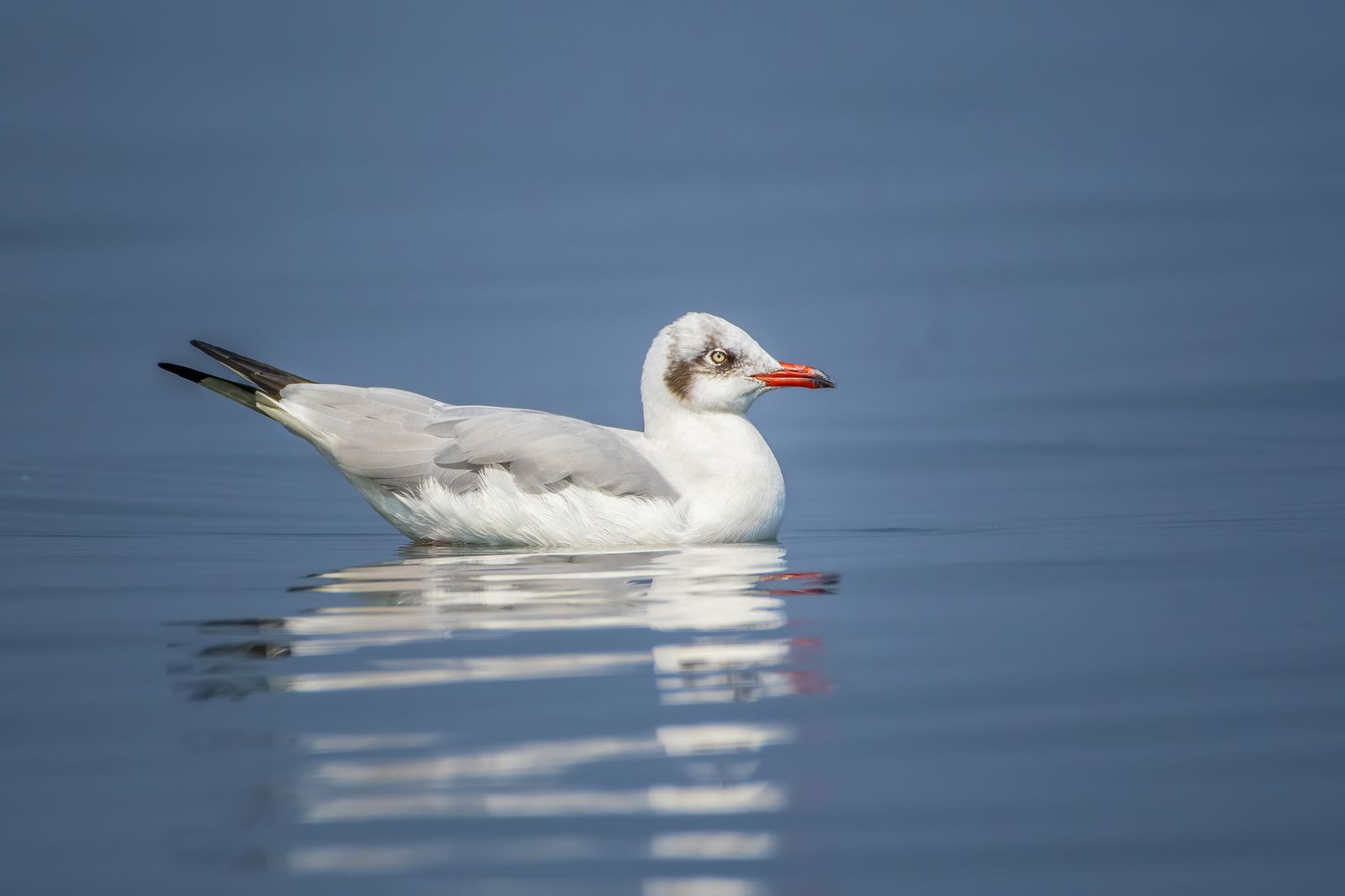 Birds 167