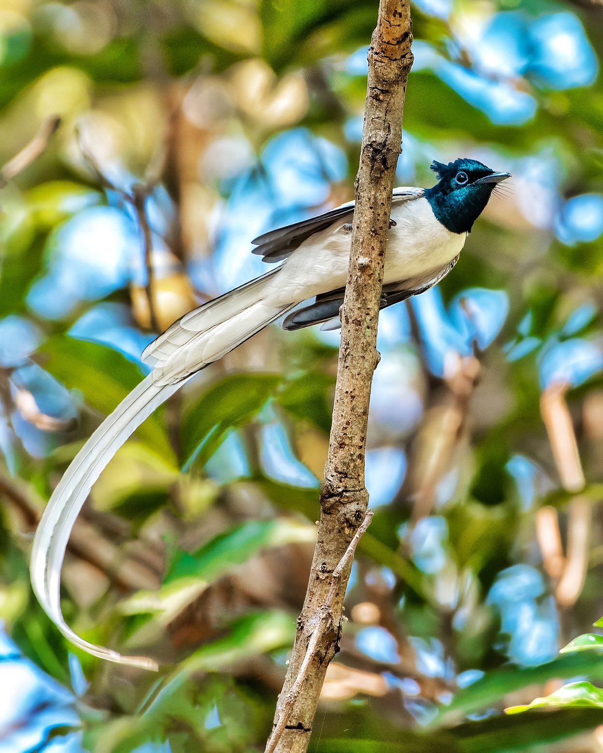 Birds 168