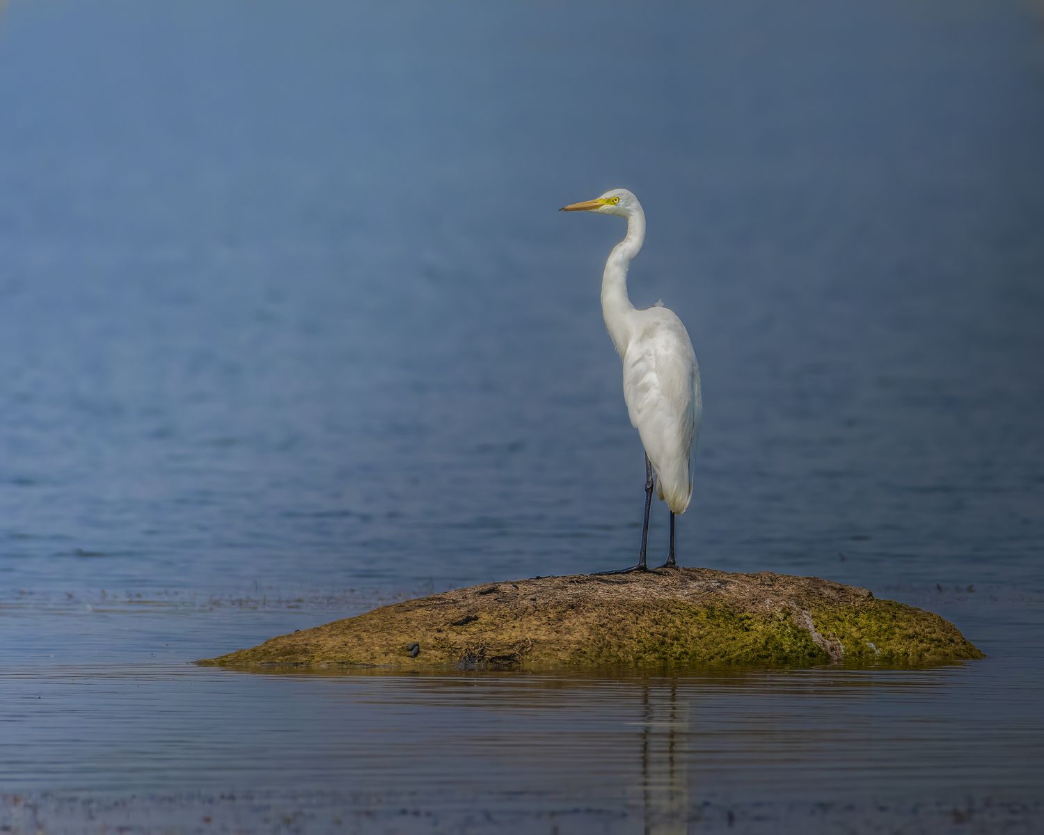 Birds 176