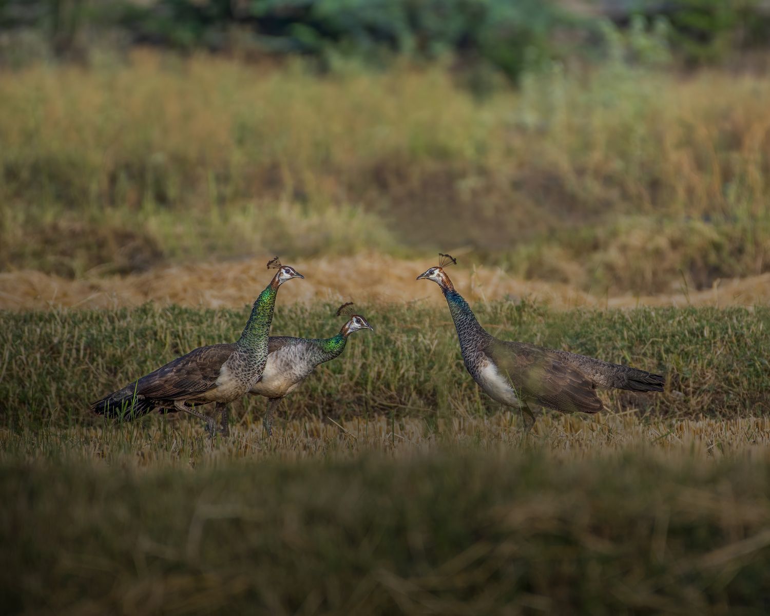 Birds 198