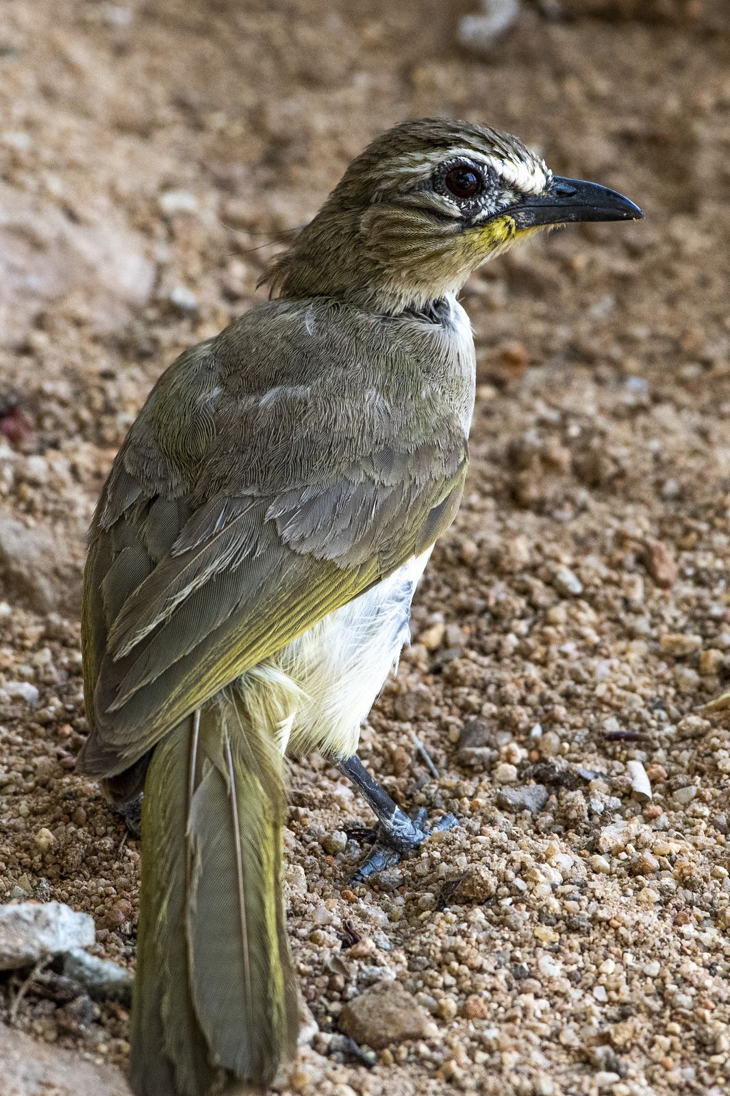 Birds 208
