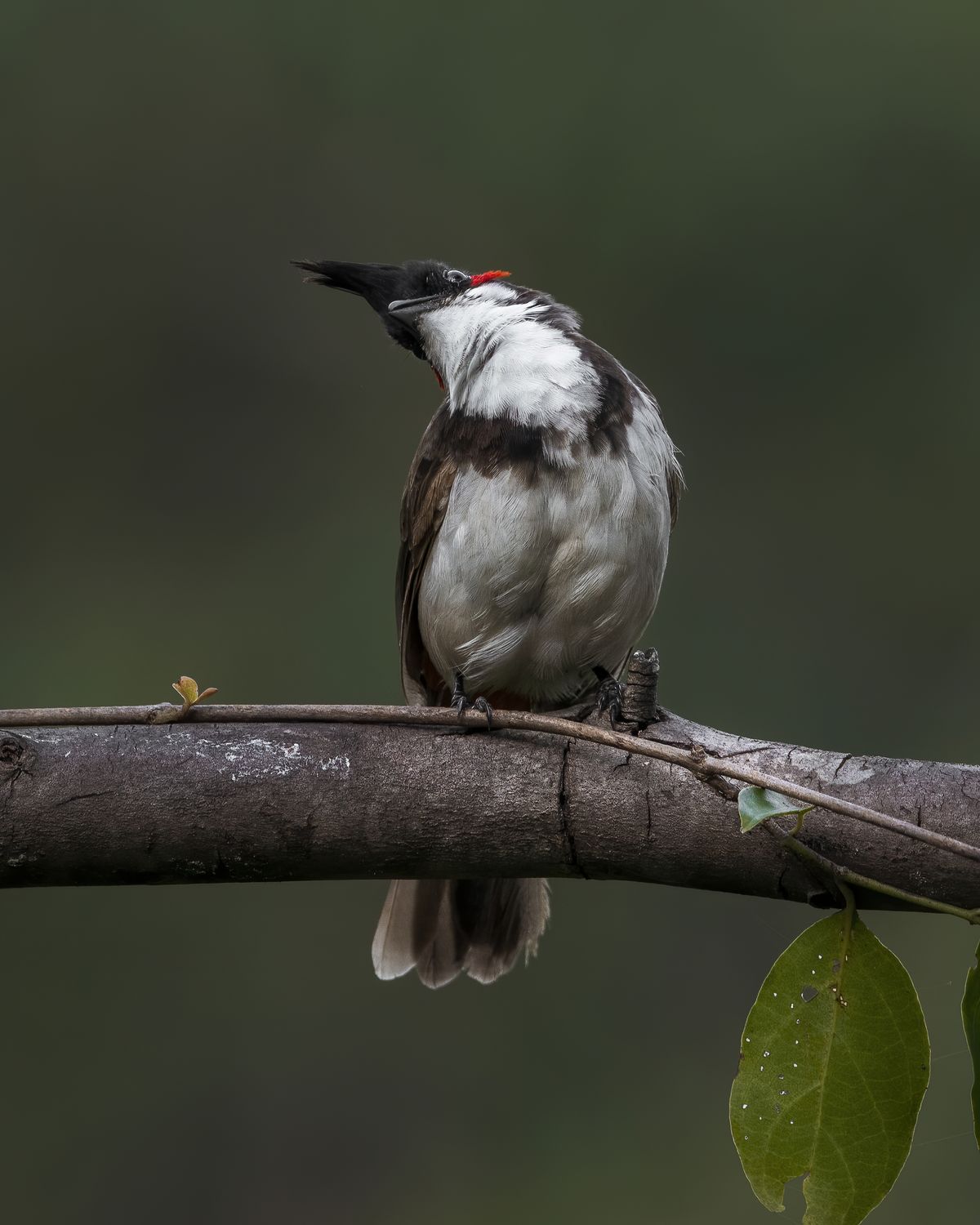 Birds 225