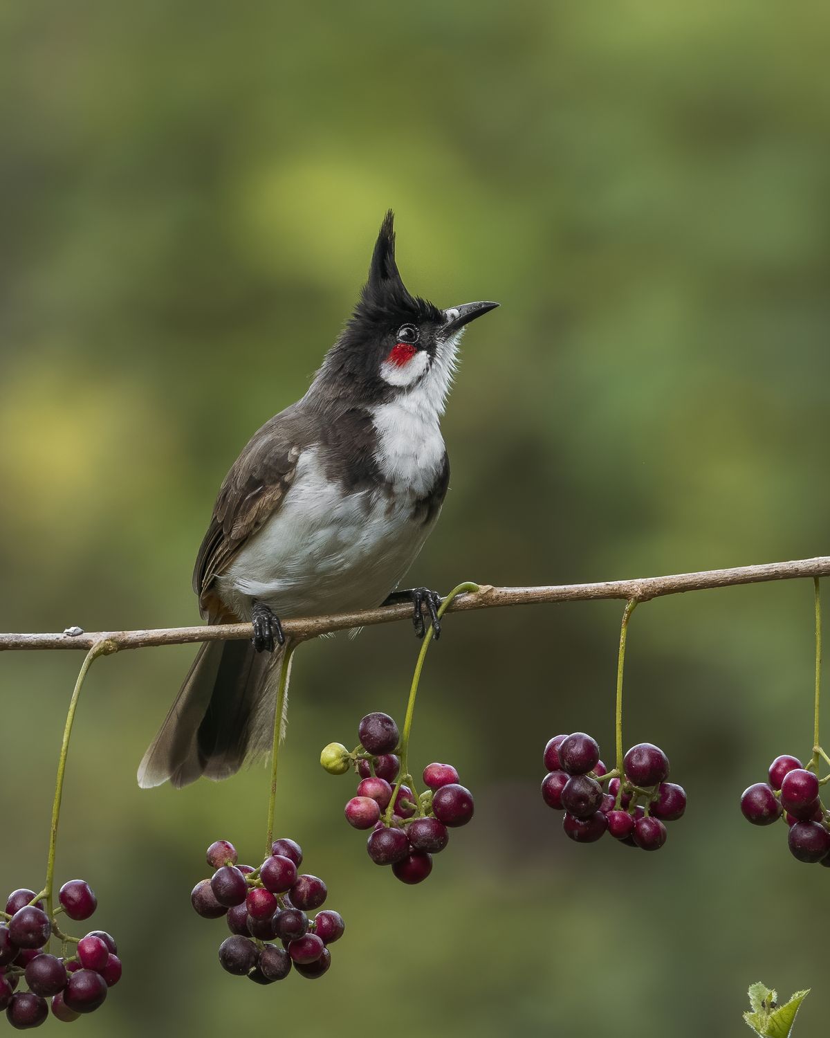 Birds 226