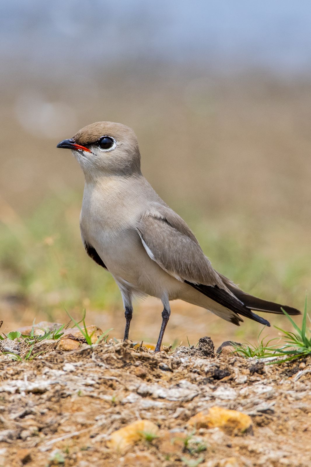 Birds 267