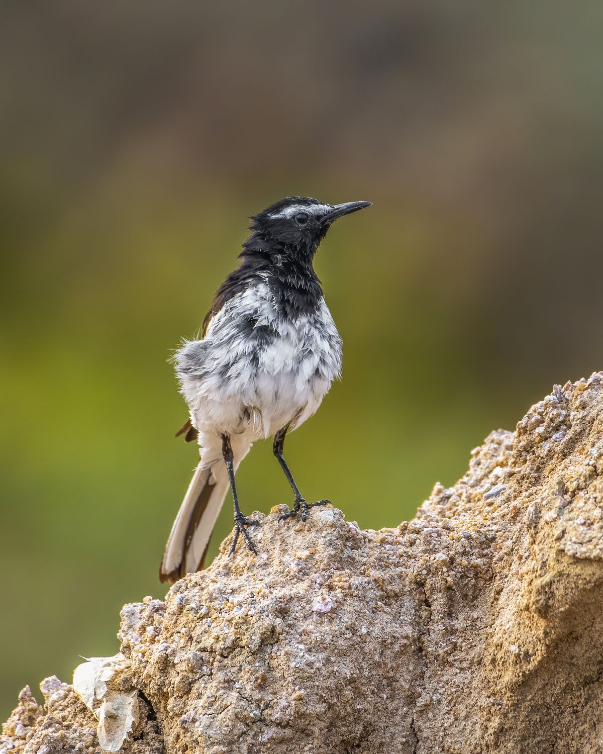 Birds 276