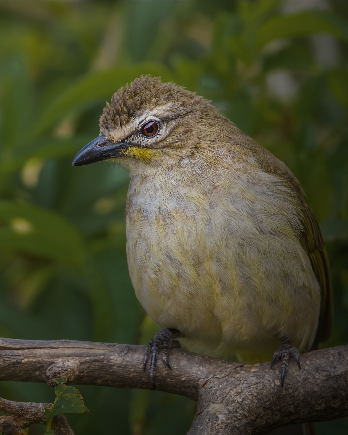 Birds 286