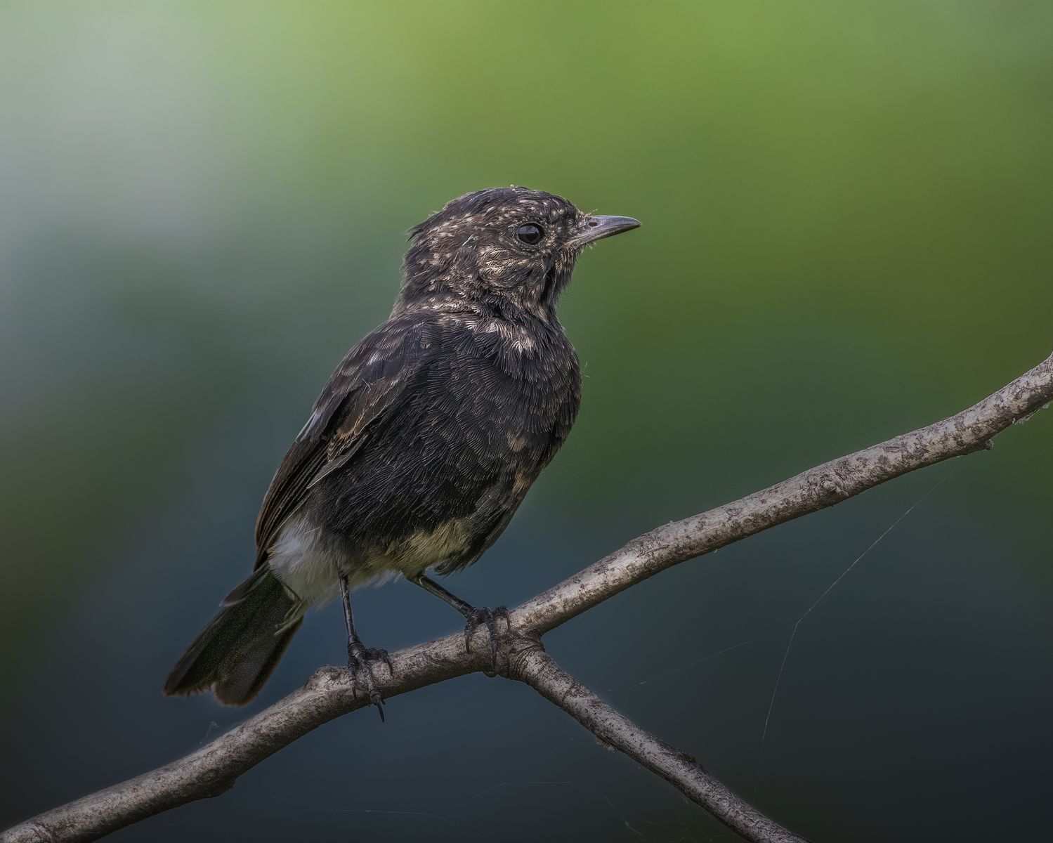 Birds 293