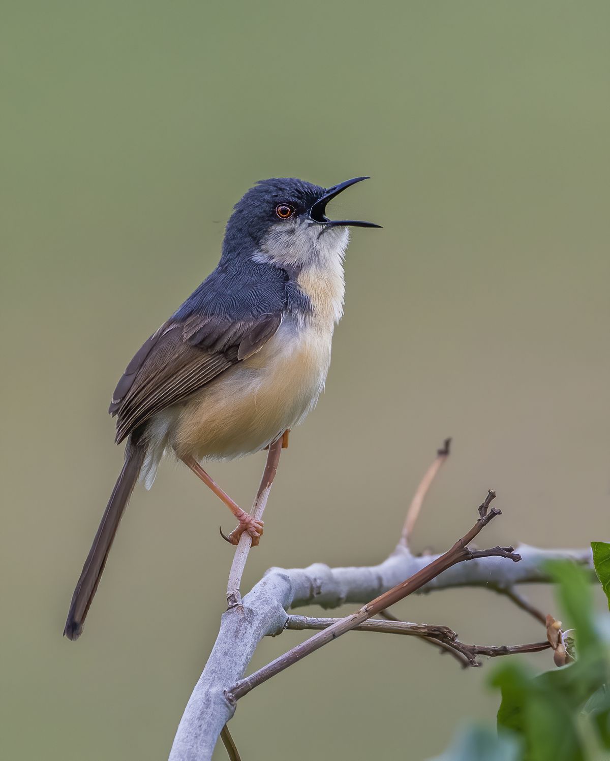 Birds 307