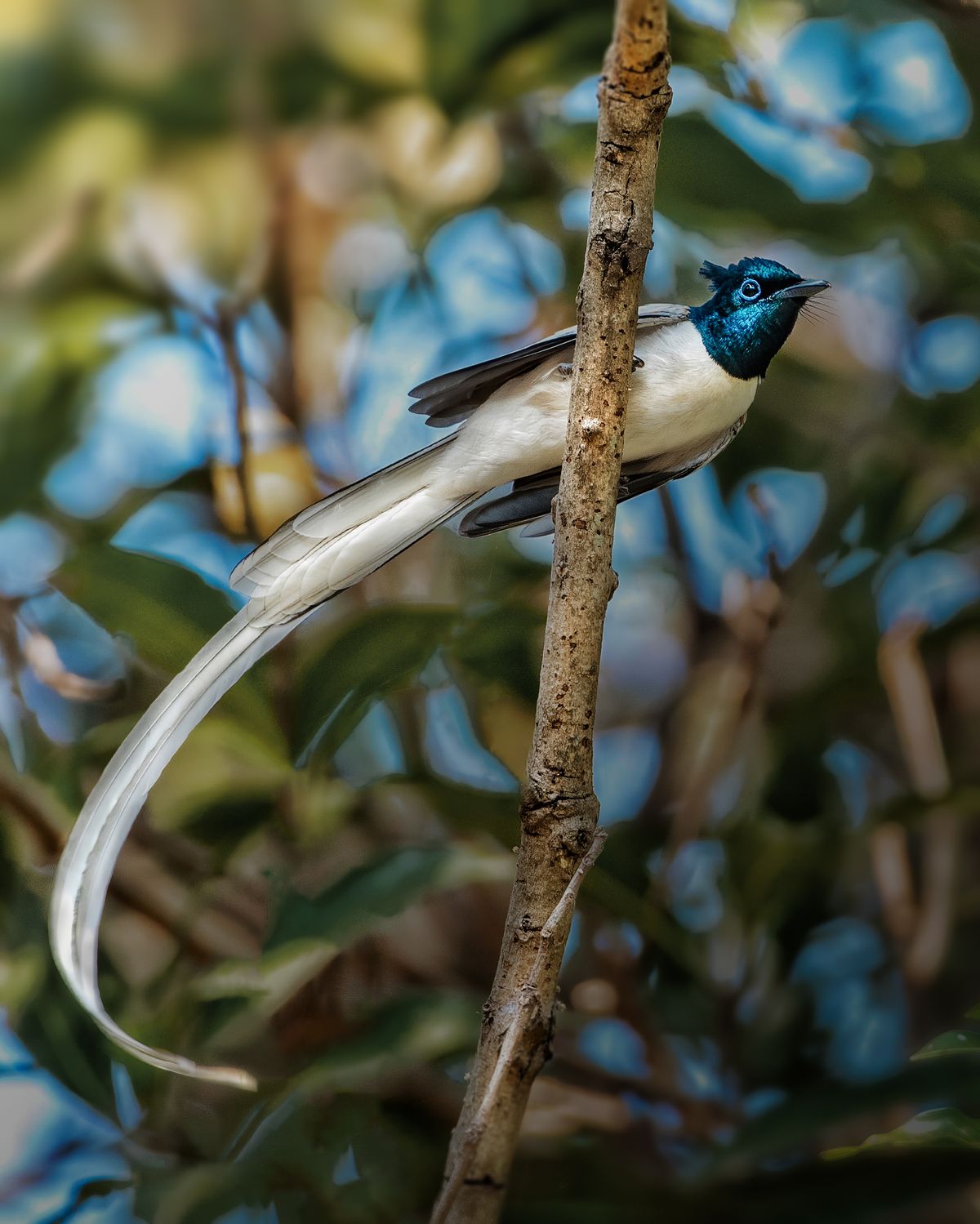 Birds 315