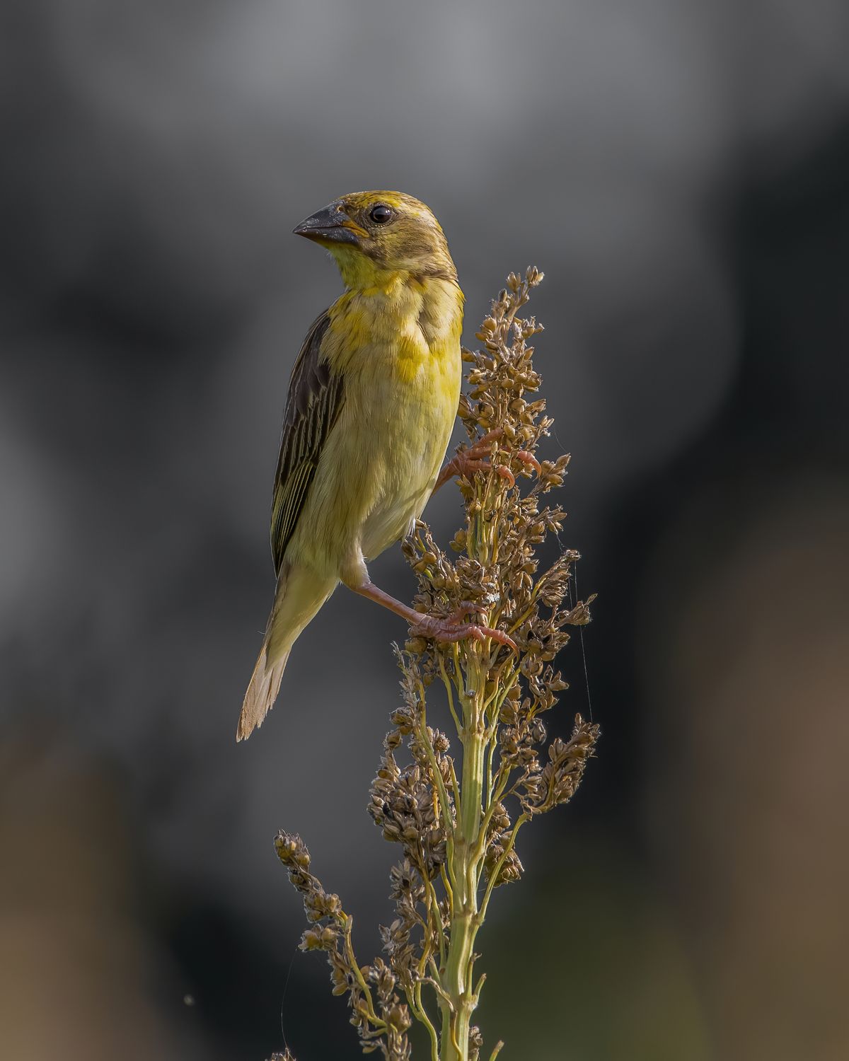 Birds 318