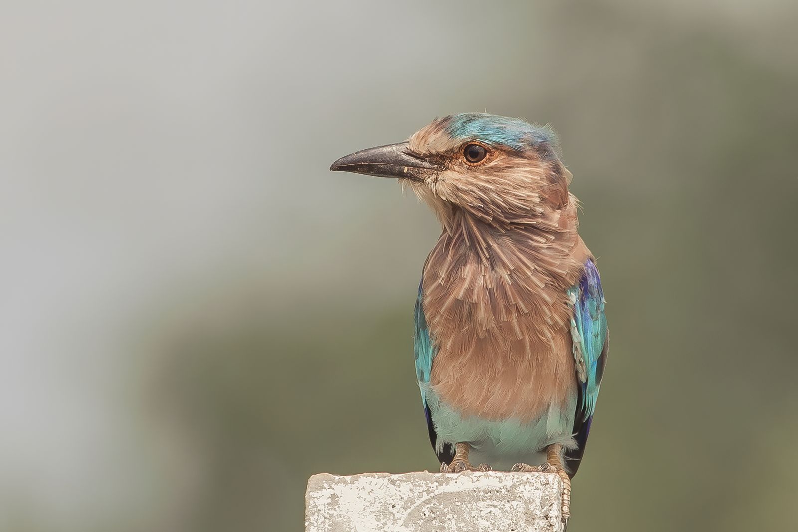 Birds 333