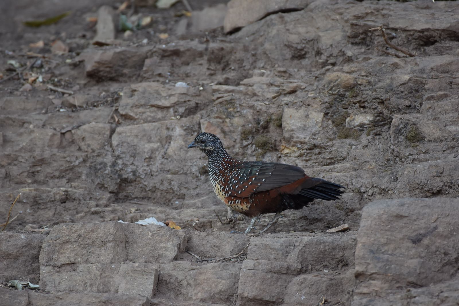 Birds 336