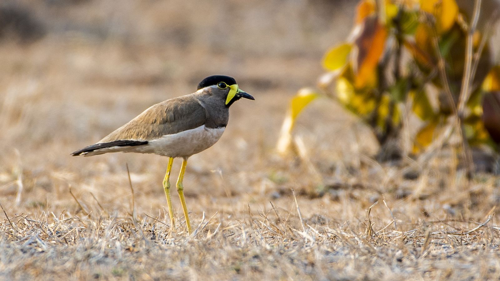 Birds 343