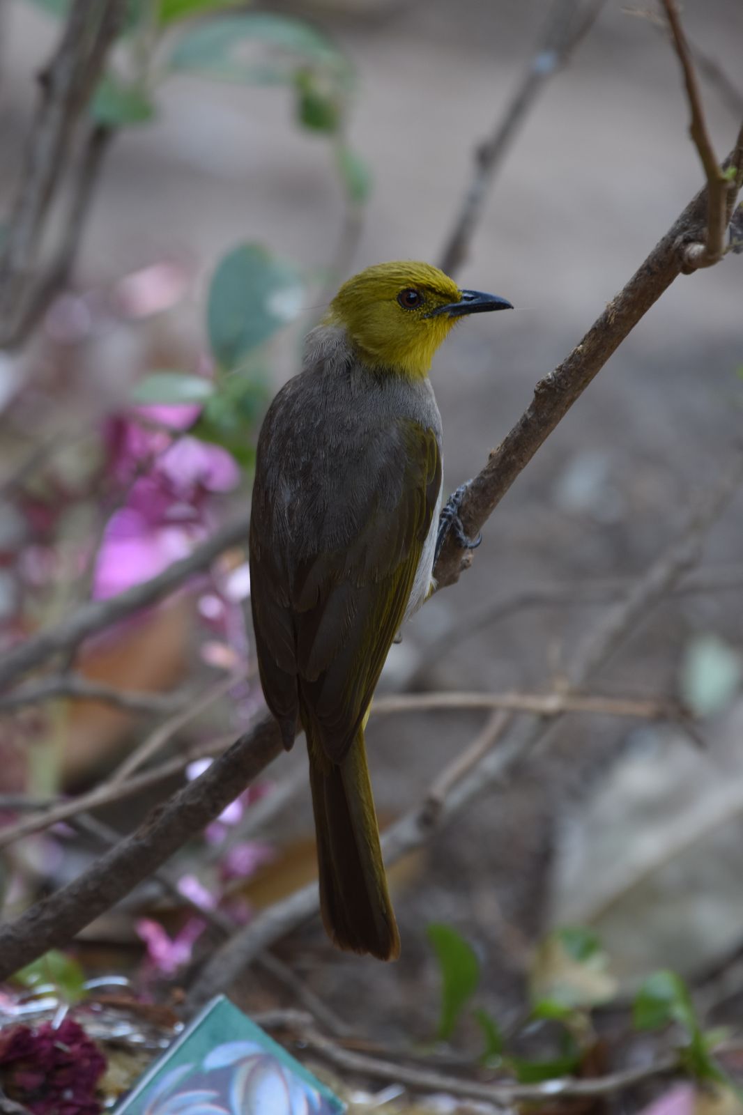 Birds 359