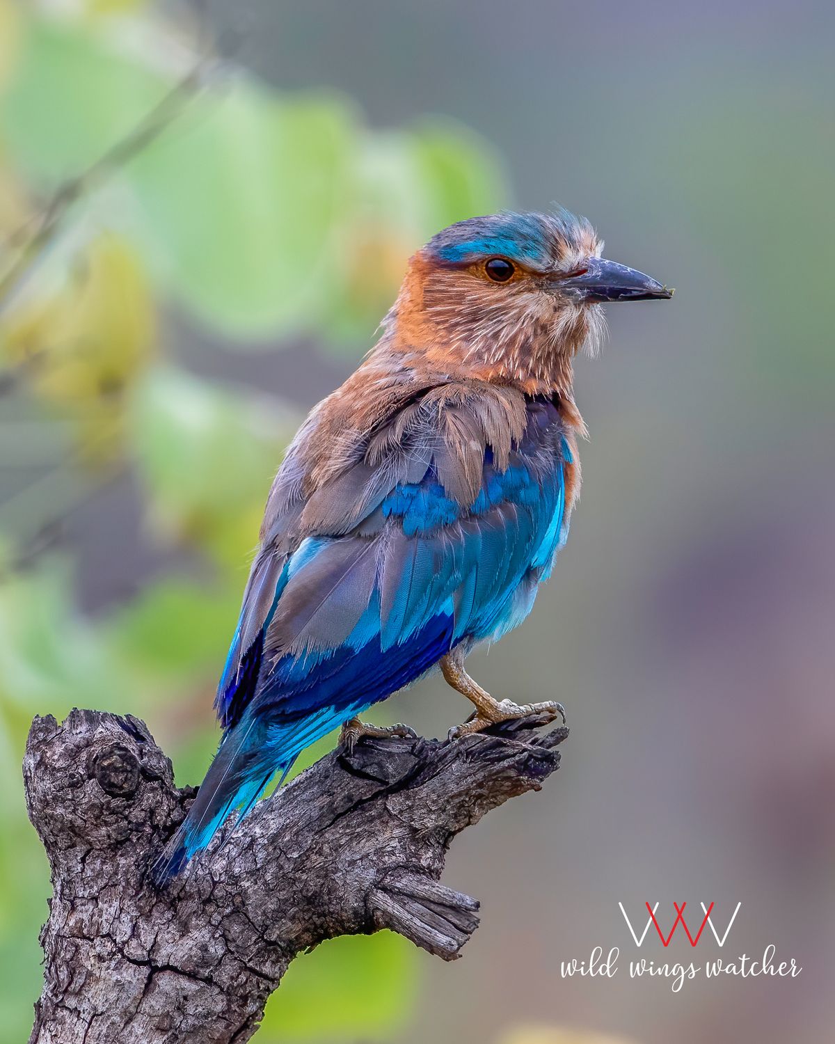 Indianroller perch 001