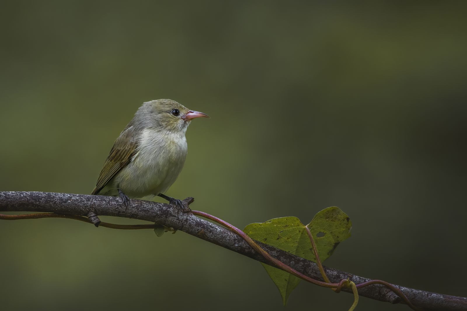 Bird in Flight