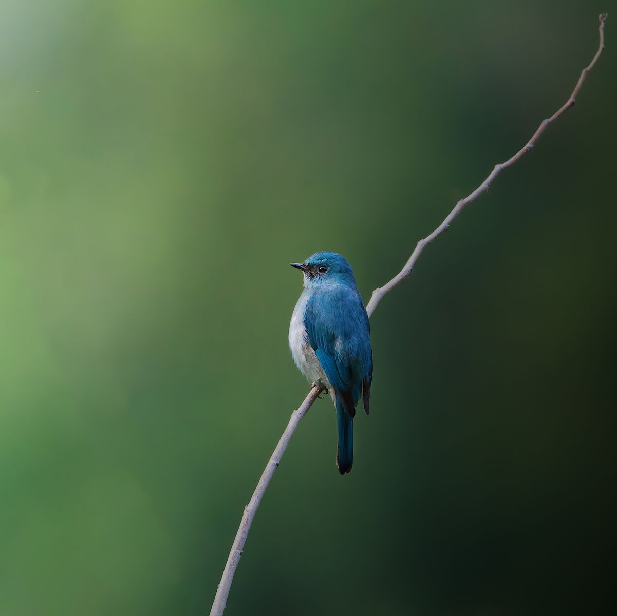 Verdieter Flycatcher