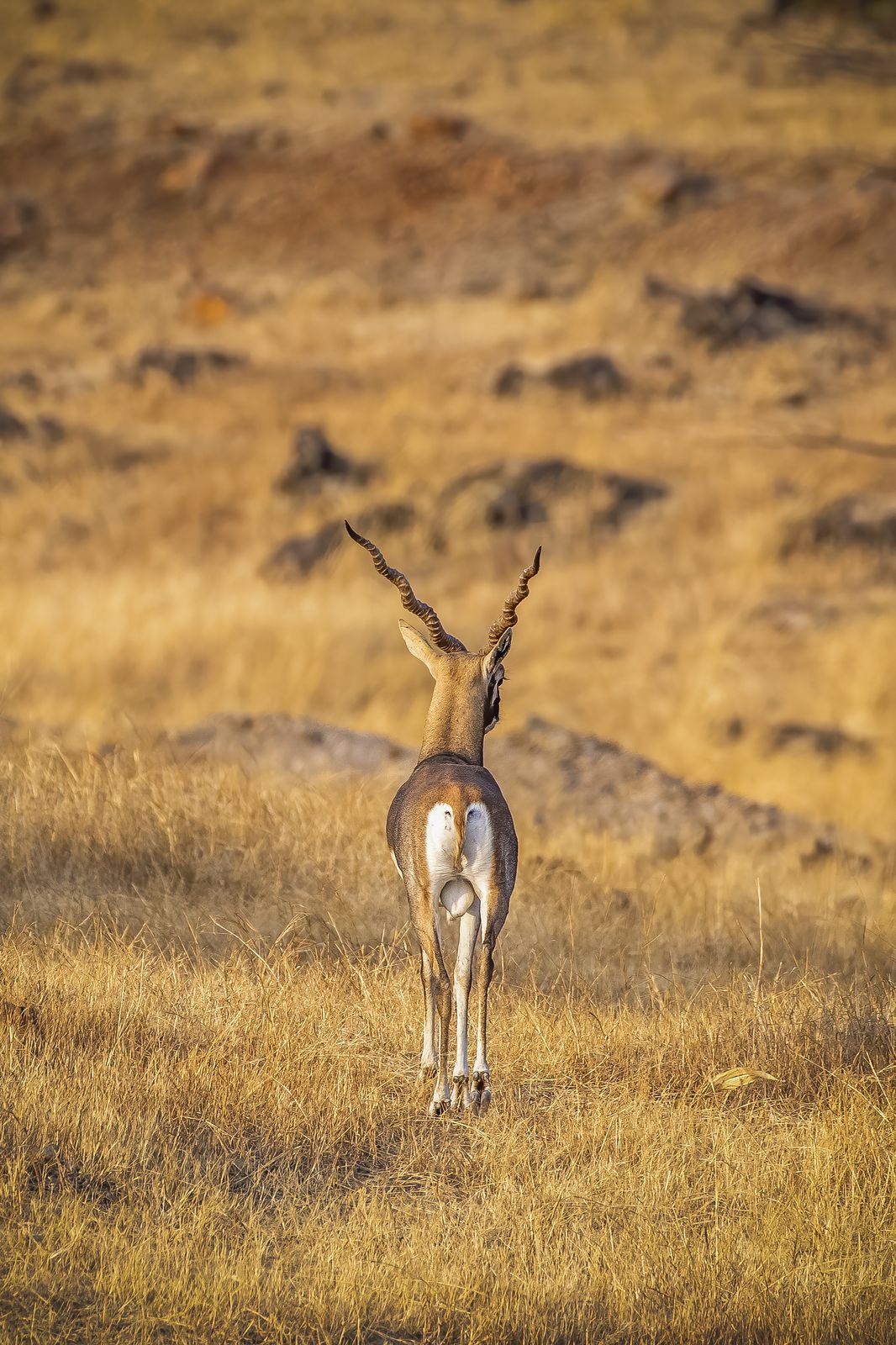 Mammal Close-up