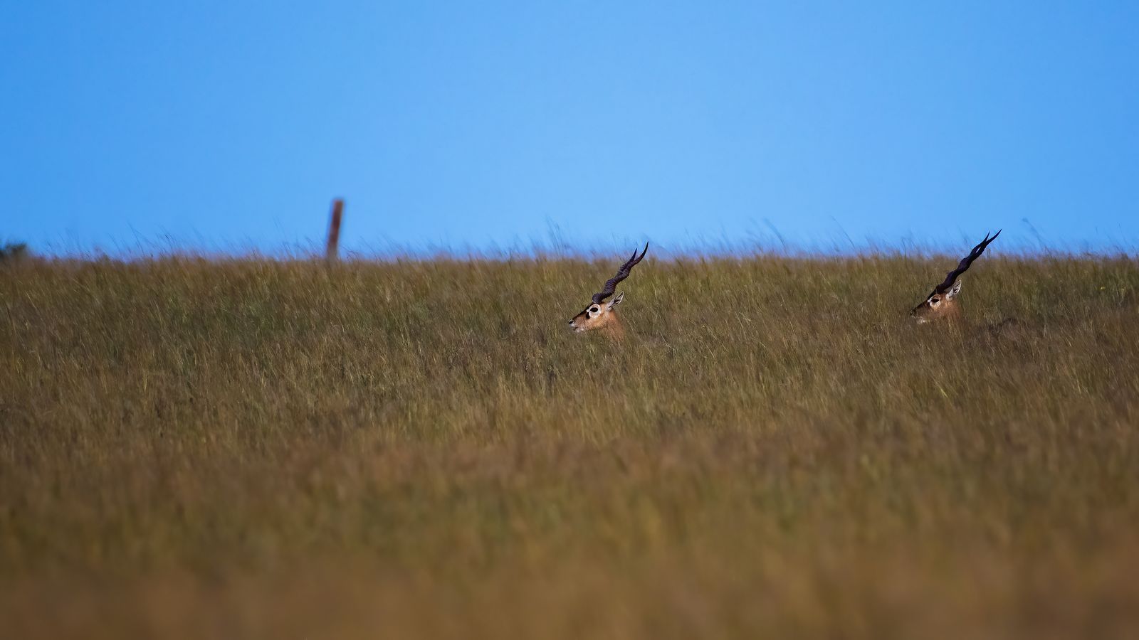 Non birds 027