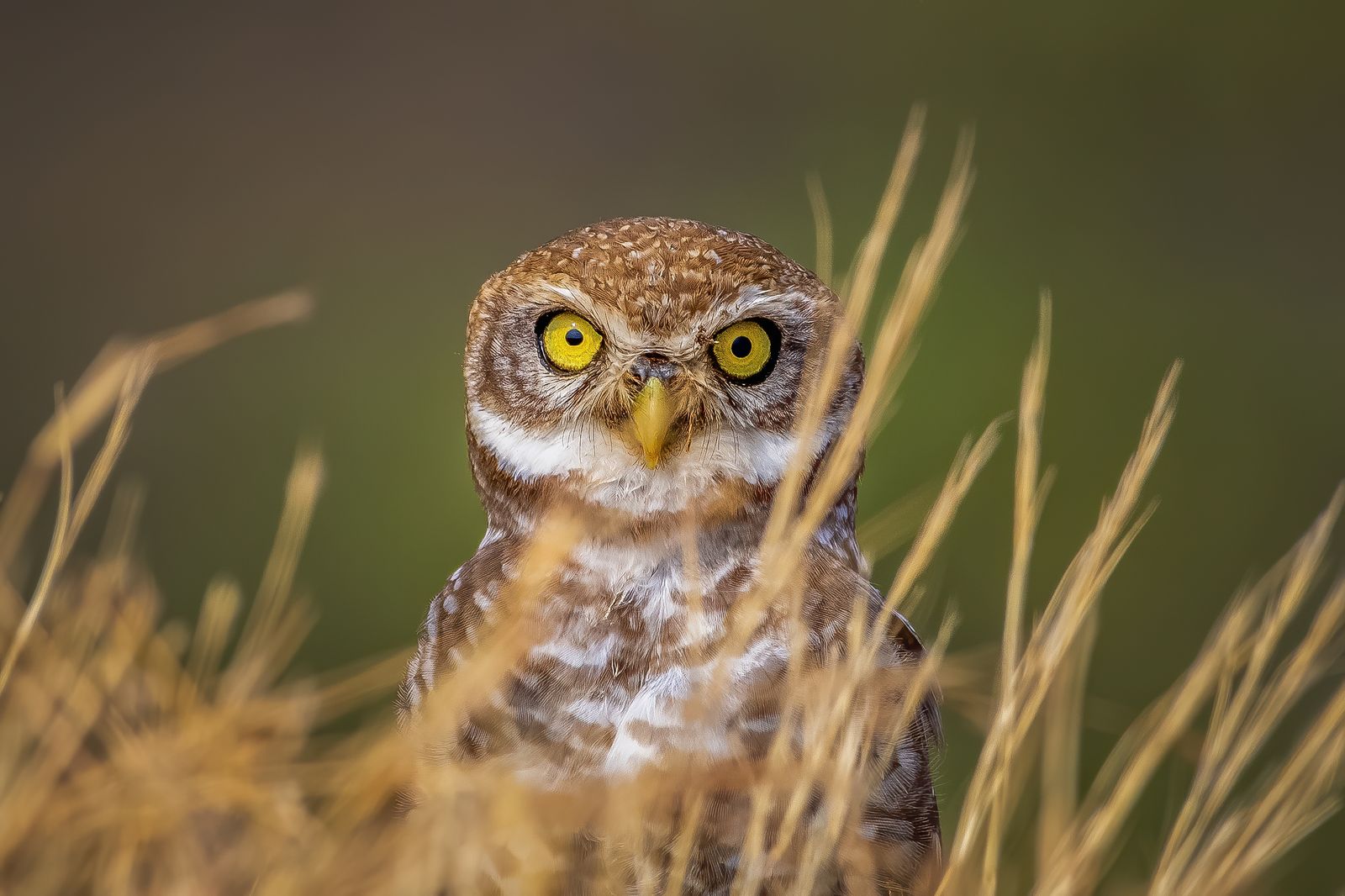 Owl Close-up