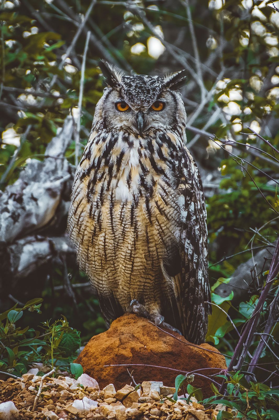 Owl Portrait