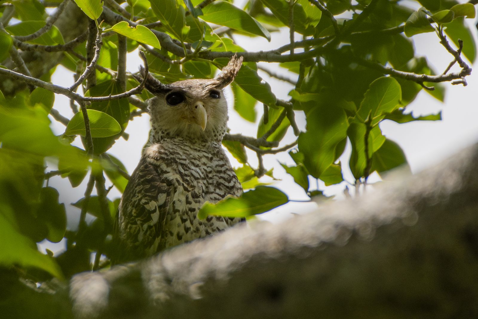 Owl Close-up