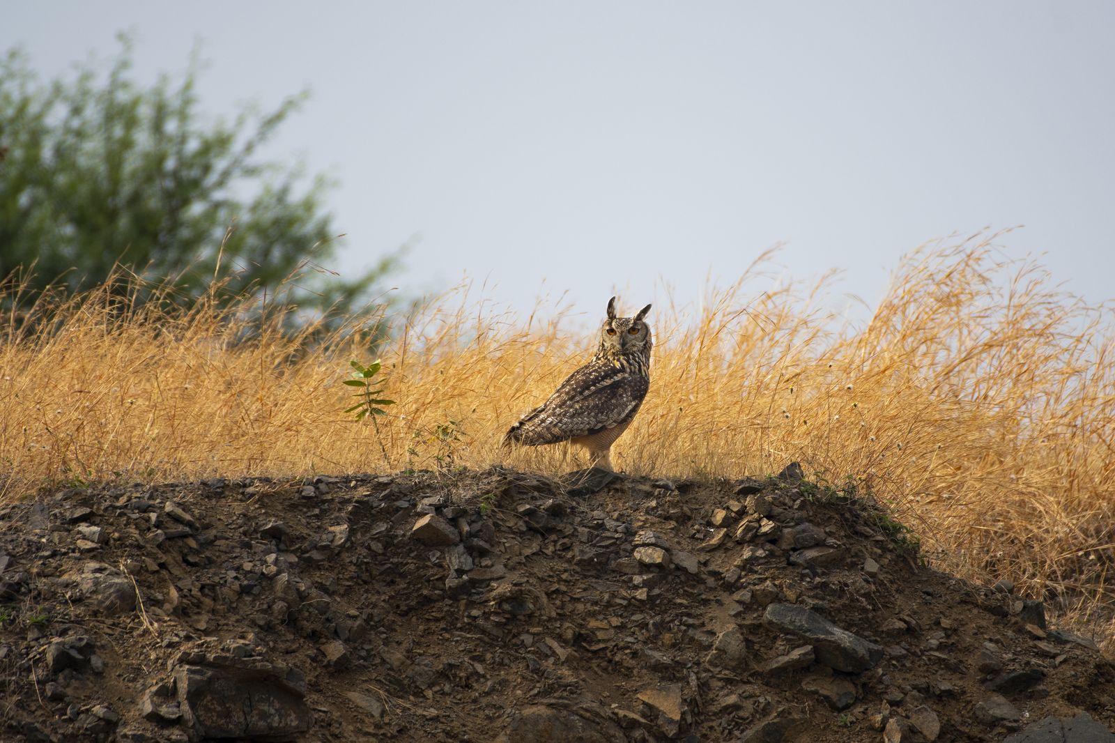 Owl in Nature