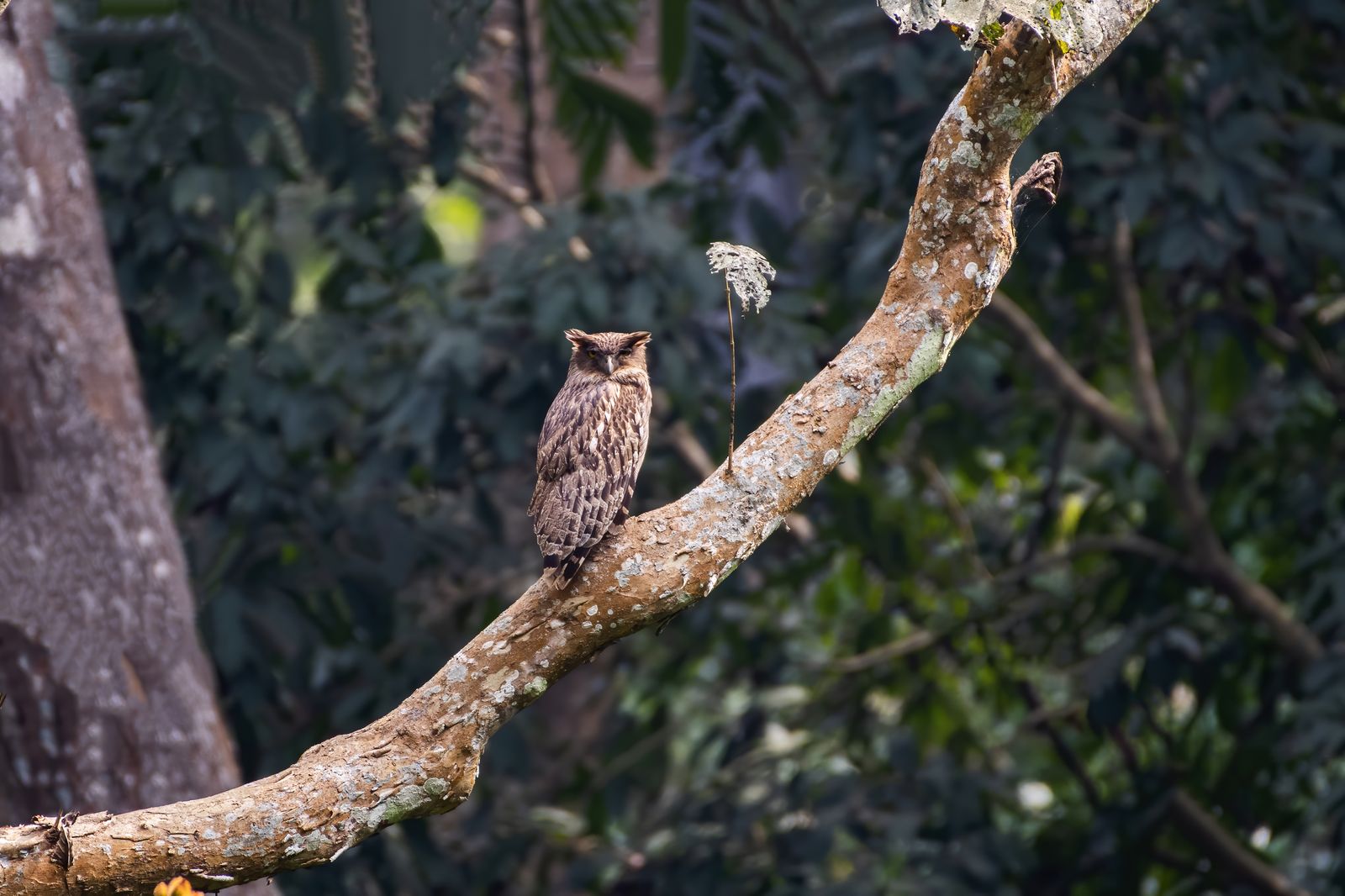 Owl Close-up