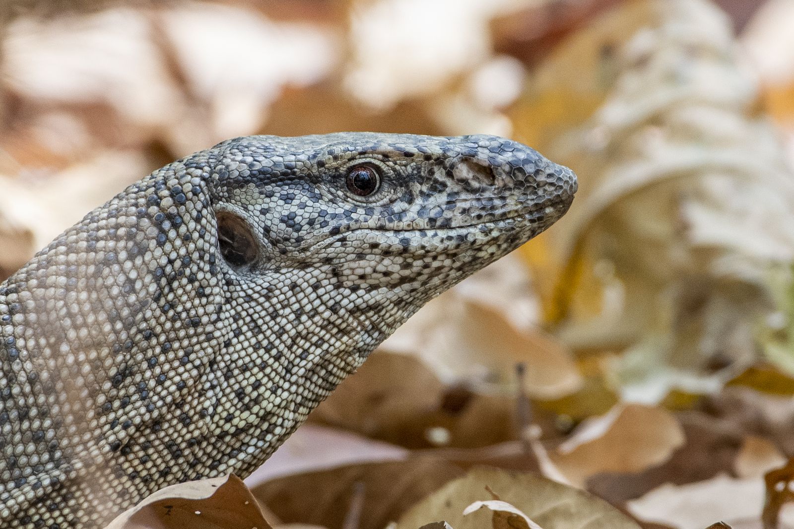 Reptile Close-up